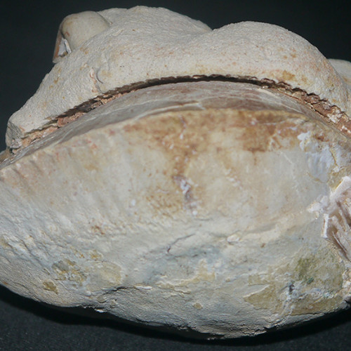 Fossilised Clam