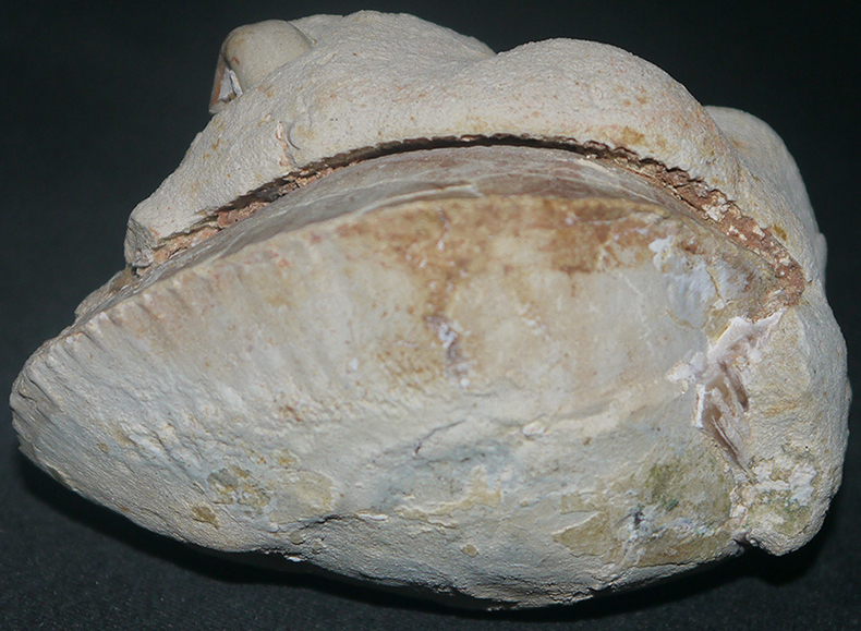 Fossilised Clam