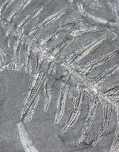 Alethopteris Fern Fossil