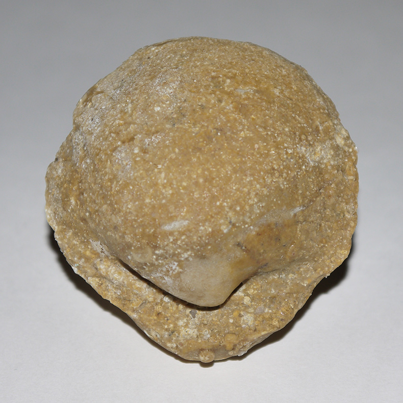 Fossilized Clam